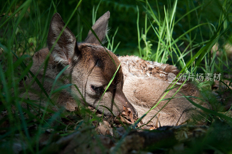 红鹿(Cervus elaphus)